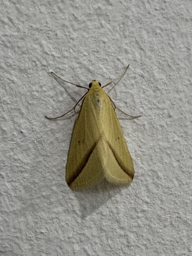 Vestal