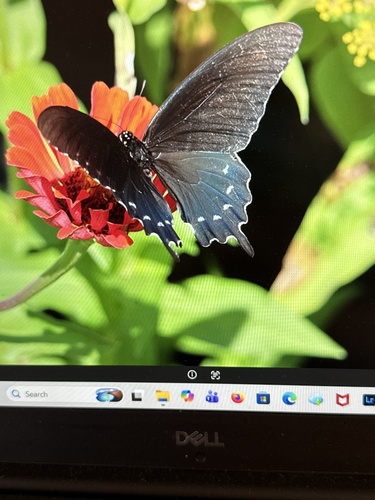 Pipevine Swallowtail