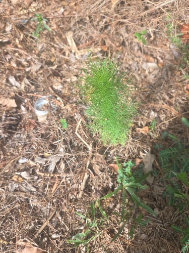 dogfennel