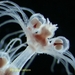 Zyzzyzus - Photo (c) WoRMS for SMEBD, algunos derechos reservados (CC BY-NC-SA)