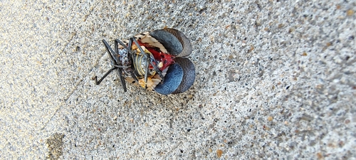 Spotted Lanternfly