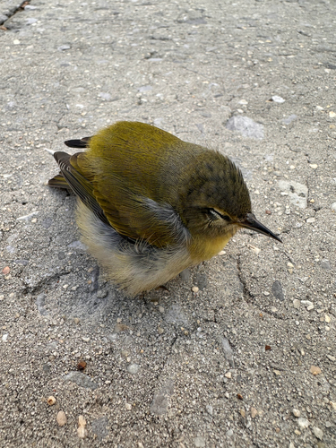 Tennessee Warbler