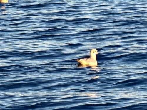 Bonaparte's Gull
