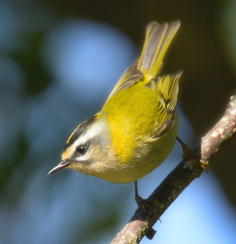 Common Firecrest
