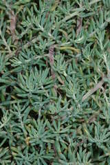 Enchylaena tomentosa