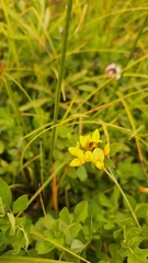Lotus pedunculatus, photograph (c) Tim Aßmus, some rights reserved (CC BY)