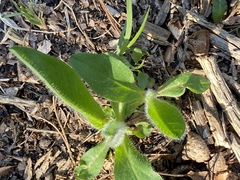 Pilosella aurantiaca