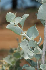 Atriplex nummularia nummularia
