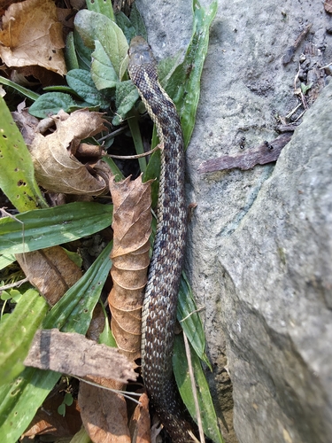 Common Garter Snake