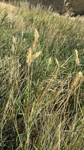 Crested Wheatgrass