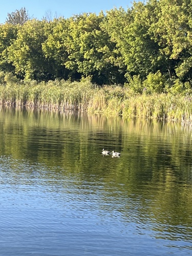 Mallard