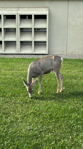 Rocky Mountain Mule Deer