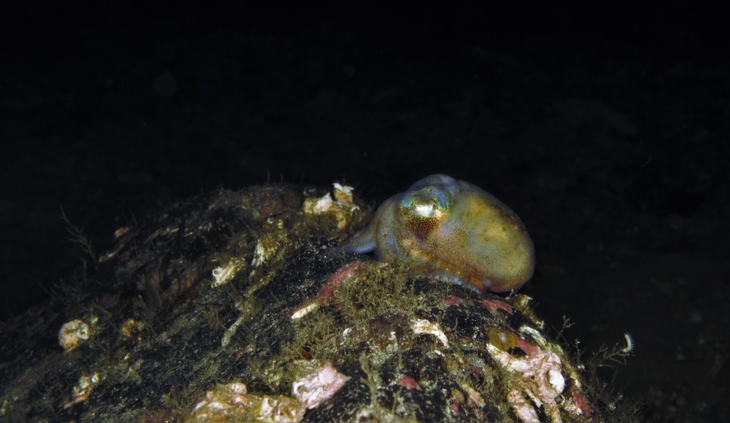 blue-eyed bob-tailed squid