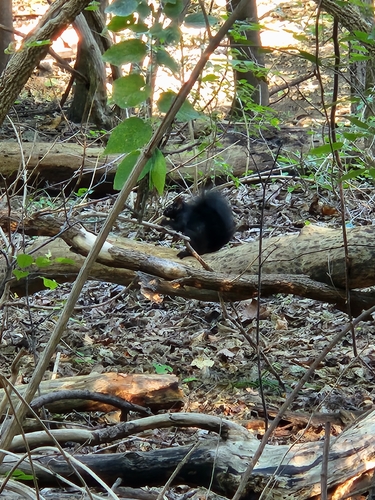 Eastern Gray Squirrel