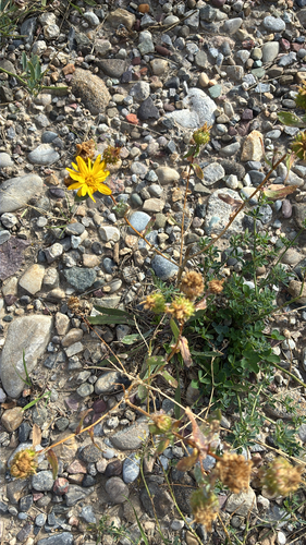 Curlycup Gumweed