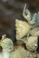 Atriplex lindleyi lindleyi