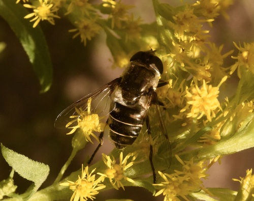 Black-shouldered Drone Fly