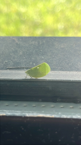 Green Cone-headed Planthopper
