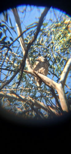 Great Horned Owl