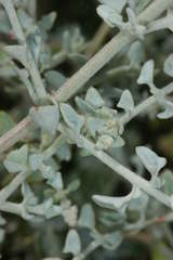 Chenopodium curvispicatum