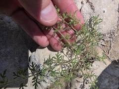Leucospora multifida, photograph (c) Cleveland Powell, some rights reserved (CC BY)