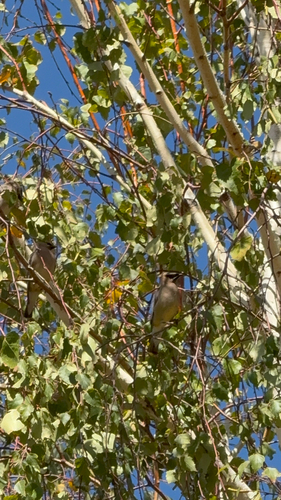 Cedar Waxwing