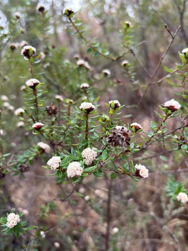 Spyridium scortechinii observed 2026-09-23