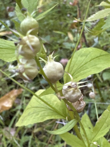Indian tobacco