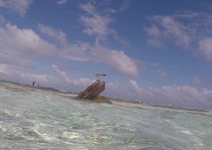 Leucophaeus atricilla