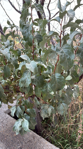 Silverberry