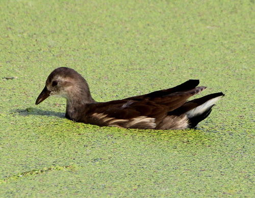 Eurasian Moorhen