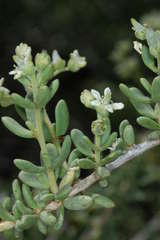Nitraria billardierei