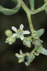 Nitraria billardierei