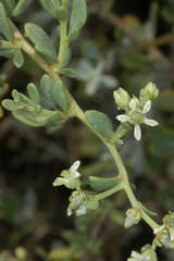 Nitraria billardierei