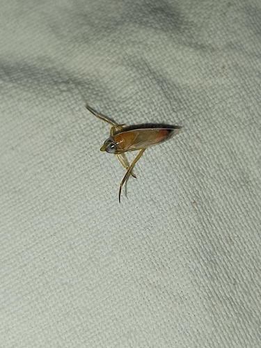 Anisops sardeus