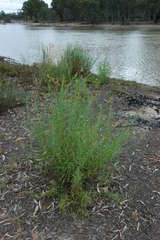 Senecio cunninghamii cunninghamii