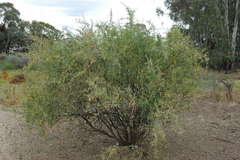 Chenopodium nitrariaceum