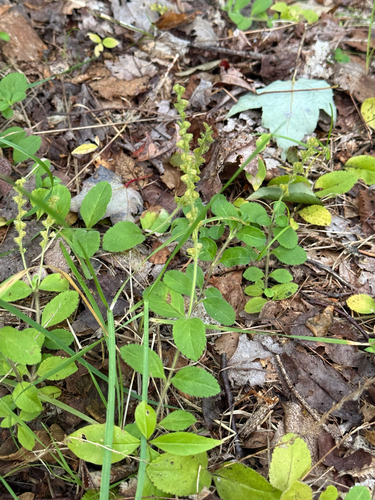 Veronica officinalis