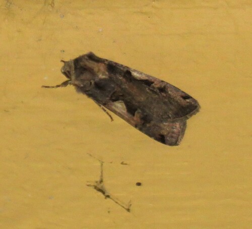 Setaceous Hebrew Character