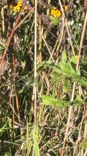 Eastern Pondhawk