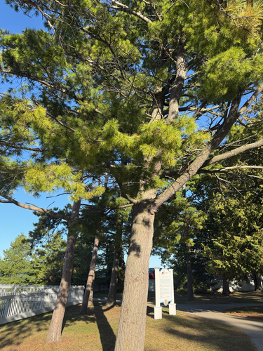 eastern white pine