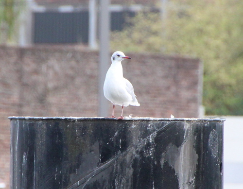 Black-headed Gull