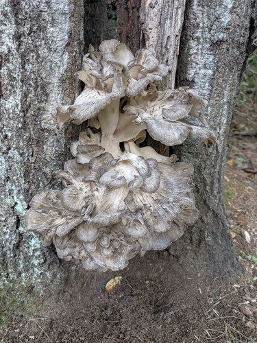 hen of the woods