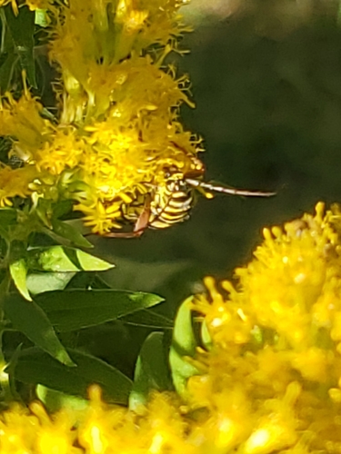 Locust Borer