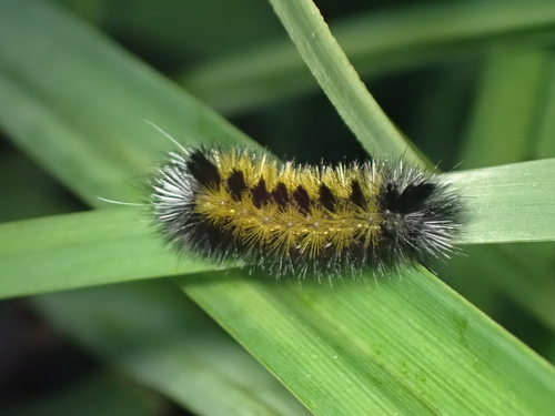 Virginia Ctenucha Moth