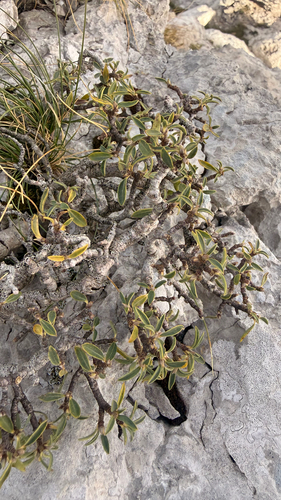 Daphne alpina