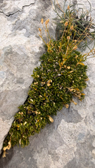 Arenaria gracilis