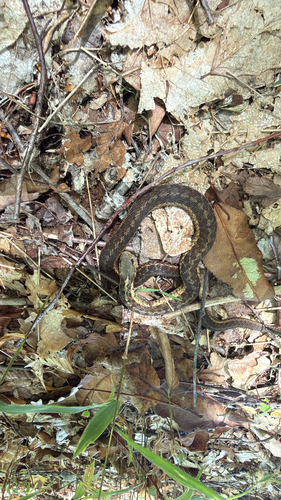 Common Garter Snake