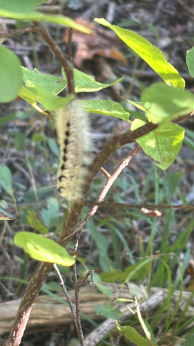 Hickory Tussock Moth