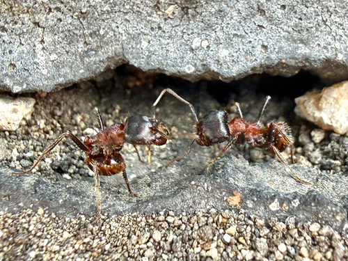Rough Harvester Ant